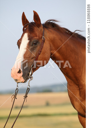 Nice chestnut quarter horse with western bridle Nice chestnut quarter horse with western bridle 118868886