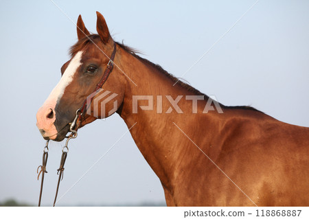 Nice chestnut quarter horse with western bridle 118868887