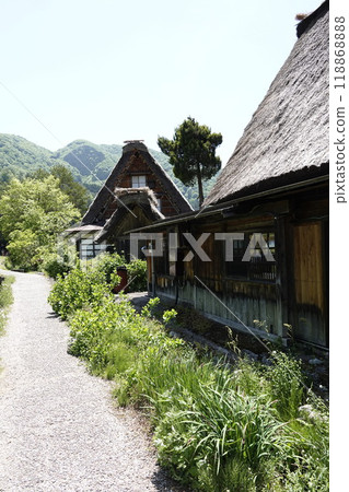 Shirakawa-go: Beautiful fresh greenery in the old Gassho-style houses and paths Shirakawa-go: Beautiful fresh greenery in the old Gassho-style houses and paths 118868888