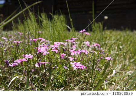 Moss phlox blooming on a mountain path 118868889