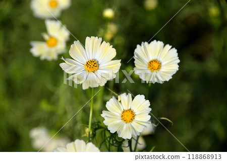 Pretty cosmos (Hitachi Seaside Park, Ibaraki Prefecture) Pretty cosmos (Hitachi Seaside Park, Ibaraki Prefecture) 118868913
