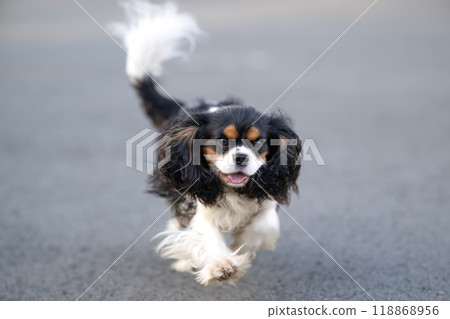 A cute cavalier king charles spaniel is happily running on the street 118868956