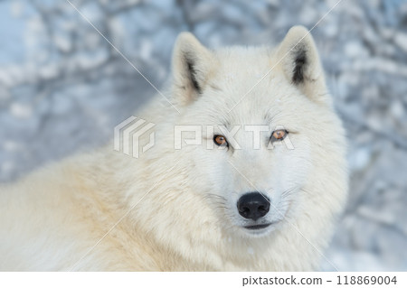 portrait of a white arctic wolf against a background of snowy forest portrait of a white arctic wolf against a background of snowy forest 118869004