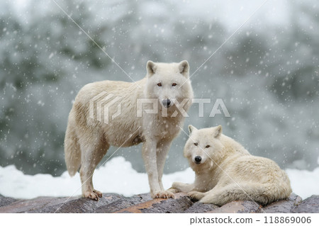 two wolves against the backdrop of a winter forest 118869006