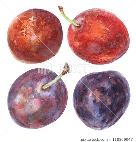 Plums hand-drawn watercolor set. Summer sweet and ripe 2024 fruits collection. The fruits are painted in light watercolor painting from nature on white background. Purple, red plums, prunes, speckled Plums hand-drawn watercolor set. Summer sweet and ripe 2024 fruits collection. The fruits are painted in light watercolor painting from nature on white background. Purple, red plums, prunes, speckled 118869047