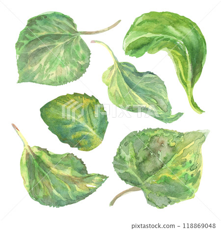 Apricot leaves set hand-drawn watercolor. The foliage is painted in light watercolor painting from nature on white background. Set is included in the 2024 Fruit collection. Clip art six leaves of 118869048