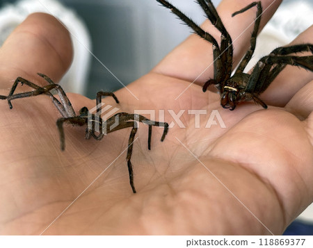 dangerous two spider on the hand in Japan dangerous two spider on the hand in Japan 118869377