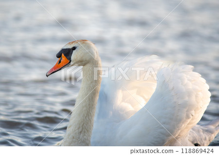 Beautiful elegant white swan swimming in the Danube river in Belgrade, Serbia Beautiful elegant white swan swimming in the Danube river in Belgrade, Serbia 118869424