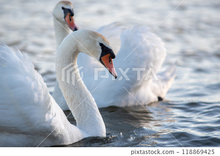 Beautiful elegant white swans swimming in the Danube river in Belgrade, Serbia Beautiful elegant white swans swimming in the Danube river in Belgrade, Serbia 118869425