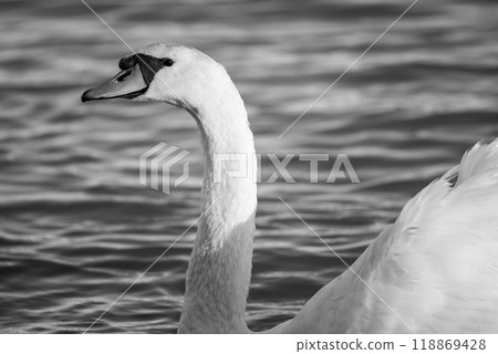 Beautiful elegant white swan swimming in the Danube river in Belgrade, Serbia Beautiful elegant white swan swimming in the Danube river in Belgrade, Serbia 118869428