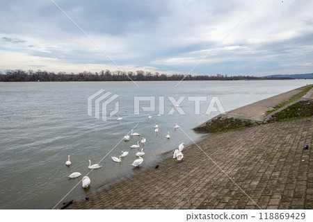 Beautiful elegant white swans swimming in the Danube river in Belgrade, Serbia Beautiful elegant white swans swimming in the Danube river in Belgrade, Serbia 118869429