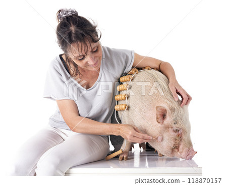 miniature pig and woman in studio 118870157
