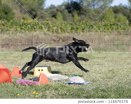 staffordshire bull terrier training 118870178