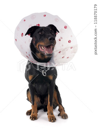 beauceron with hotspot beauceron with hotspot 118870179