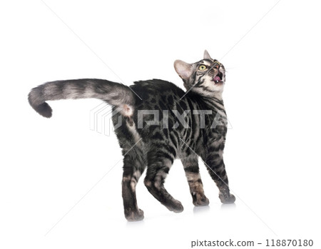 bengal kitten in studio bengal kitten in studio 118870180