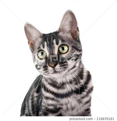 bengal kitten in studio bengal kitten in studio 118870181
