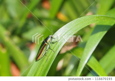 Buprestidae（Yamatotamamushi） 118870193