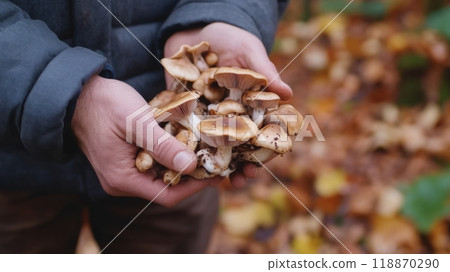 Wild mushroom foraging in the forest 118870290