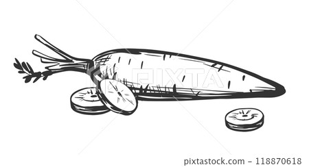 Vector sketches of carrots. Composition with whole vegetable and slices. Hand drawn natural farm food in engraving style. Source of vitamin A. Edible root vegetable. Vegetarian food. Vector sketches of carrots. Composition with whole vegetable and slices. Hand drawn natural farm food in engraving style. Source of vitamin A. Edible root vegetable. Vegetarian food. 118870618