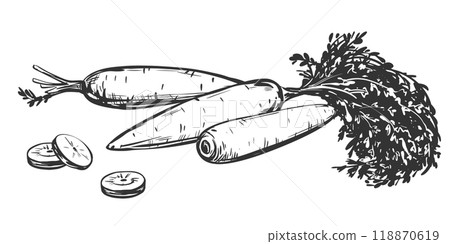 Set of carrot vector sketches. Whole vegetable with leaves and sliced pieces. Hand drawn natural farm food in engraving style. Source of vitamin A. Edible root vegetable. Vegetarian food. 118870619