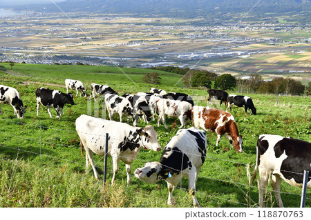 Photographing cows grazing at Shirotai Ranch in Nanae Town, Hokkaido in autumn 118870763