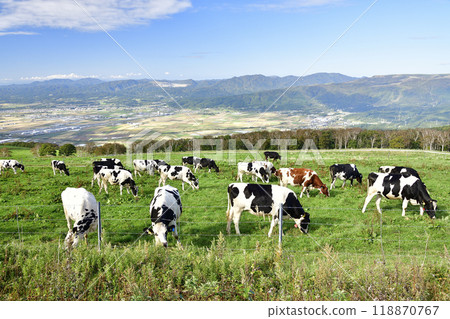 Photographing cows grazing at Shirotai Ranch in Nanae Town, Hokkaido in autumn Photographing cows grazing at Shirotai Ranch in Nanae Town, Hokkaido in autumn 118870767