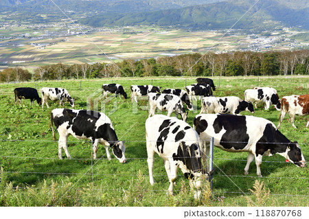 Photographing cows grazing at Shirotai Ranch in Nanae Town, Hokkaido in autumn Photographing cows grazing at Shirotai Ranch in Nanae Town, Hokkaido in autumn 118870768