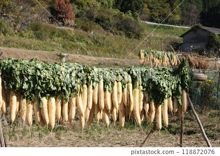 Harvested radishes found in Nara Prefecture 118872076