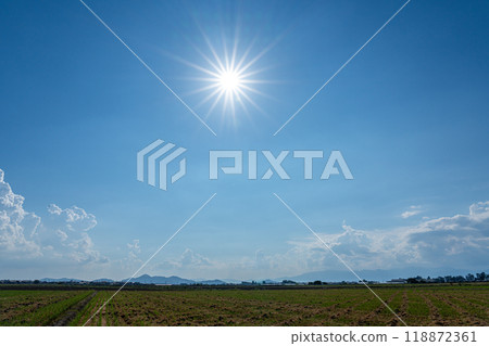 The rice fields in the Koto region have finished harvesting early-ripening varieties. 118872361