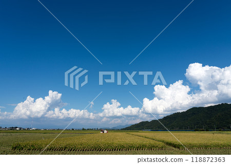 Rice fields in the Omi Basin and Kotō region during harvest season for early-ripening varieties 118872363