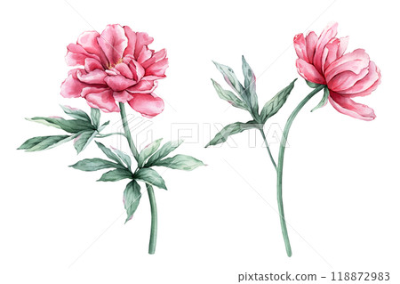 Watercolor set of succulent pink peony flowers in full bloom. Hand drawn illustration beautiful floral clipart. Summer botanical plant on isolated. Elements for design invitations anniversary. 118872983