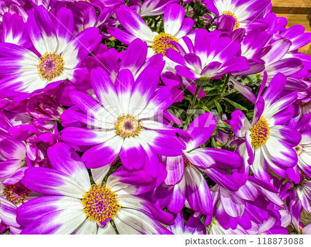 Showy cineraria flower Showy cineraria flower 118873088