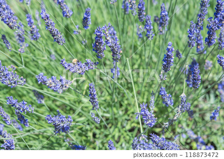 [Lavender field Grosso and the bees] 118873472