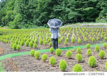 [Woman with blue kochia and a parasol] 118873481
