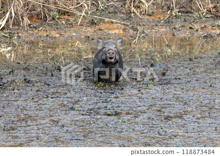 A wild boar suddenly appears in the Watarase Reservoir A wild boar suddenly appears in the Watarase Reservoir 118873484