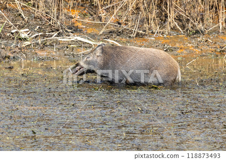 渡良瀨水庫突然出現野豬 渡良瀨水庫突然出現野豬 118873493