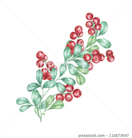 Lingonberries watercolor clipart frame depicting a sprig of red berries with green leaves. Nordic cowberry Perfect for seasonal greeting cards, invitations, and holiday-themed digital projects 118873697