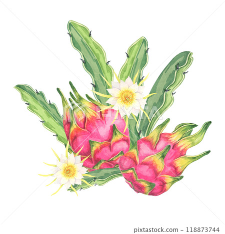 Dragon fruit watercolor clipart featuring two whole pink fruits with green cactus leaves and flowers, highlighting their vibrant color. Ideal for use in food blogs, kitchen decor, and botanical prints 118873744