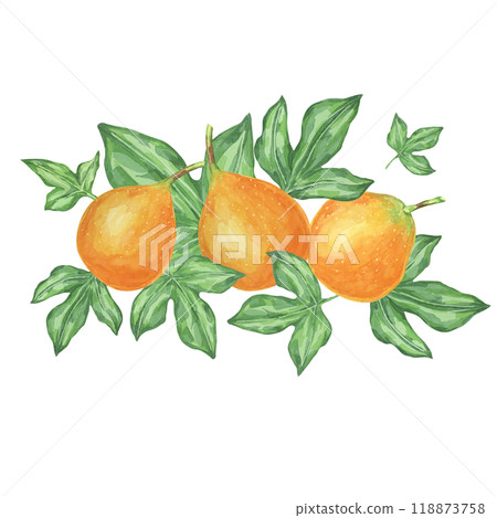 Sweet granadilla watercolor clipart showcases a detailed composition of three fruits and leaves. Maracuja illustration Suitable for blogs, scrapbooking, menu designs, and other creative endeavors 118873758