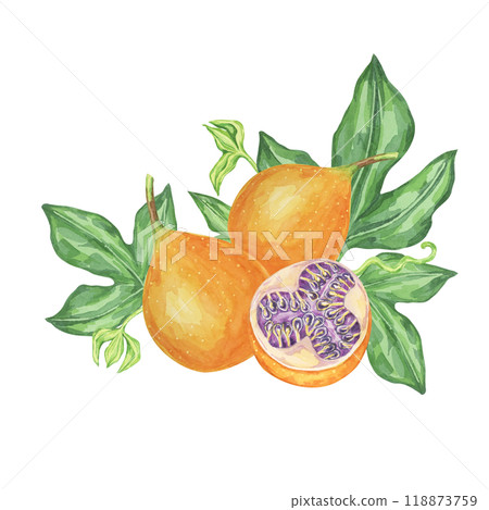 Sweet granadilla watercolor clipart shows two orange fruits with green leaves and a sliced fruit revealing the seeds. Perfect for culinary illustrations, kitchen wall art, and botanical prints Sweet granadilla watercolor clipart shows two orange fruits with green leaves and a sliced fruit revealing the seeds. Perfect for culinary illustrations, kitchen wall art, and botanical prints 118873759