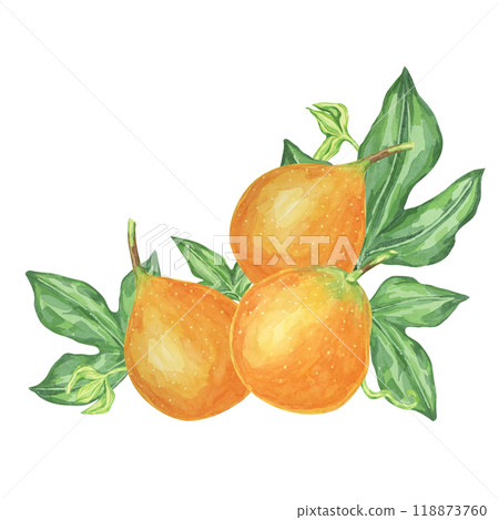 Sweet granadilla watercolor clipart shows three orange maracuja fruits, complete with green leaves. Ideal for product labels, kitchen decor, and educational materials about exotic fruits 118873760