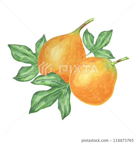 Sweet granadilla watercolor clipart includes two ripe orange fruits with leaves. Use this detailed clipart in digital art, print media, or as decorative elements in food and botanical illustrations Sweet granadilla watercolor clipart includes two ripe orange fruits with leaves. Use this detailed clipart in digital art, print media, or as decorative elements in food and botanical illustrations 118873765