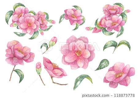 Camellia japonica set in watercolor. Compositions of pink fully blossomed flowers with leaves. Cliparts for cosmetics packaging, textile design, wedding invitations, wall decals, greeting cards, 118873778