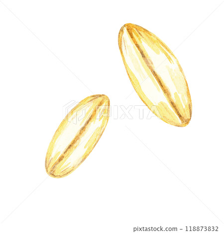 Two individual oat grains. Avena sativa seeds watercolor clipart. This botanical illustration is ideal for use in culinary designs, organic food packaging, and educational botanical resources 118873832
