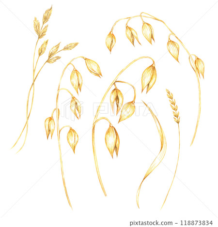 Oat stalks with golden grains and grass. Watercolor clipart. Botanical illustration of avena sativa. Ideal for use in food industry graphics, eco-friendly product branding, and health food packaging Oat stalks with golden grains and grass. Watercolor clipart. Botanical illustration of avena sativa. Ideal for use in food industry graphics, eco-friendly product branding, and health food packaging 118873834