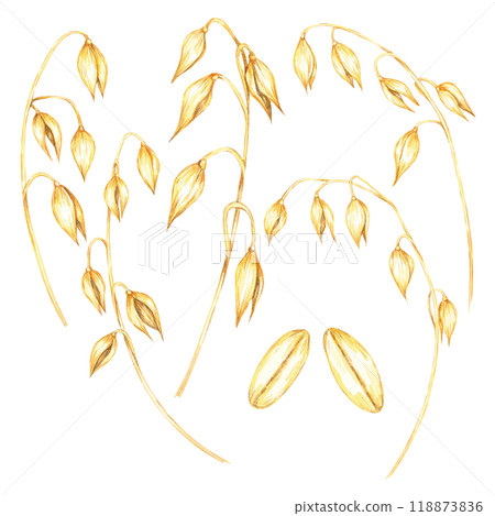 Bundle of oat stalks with golden grains watercolor clipart . Avena sativa botanical illustration of the oat heads and stems. Ideal for food packaging, cosmetic labels, or organic product branding. 118873836