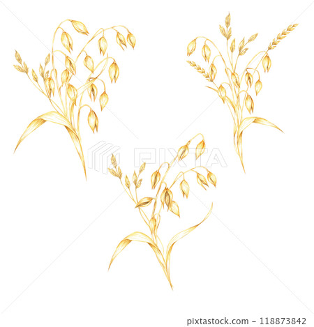 Set of oat cereal plant compositions. Avena sativa bouquets. Watercolor clipart bundle. Ideal for use in botanical prints, organic product packaging, cosmetics or eco-friendly merchandise designs Set of oat cereal plant compositions. Avena sativa bouquets. Watercolor clipart bundle. Ideal for use in botanical prints, organic product packaging, cosmetics or eco-friendly merchandise designs 118873842