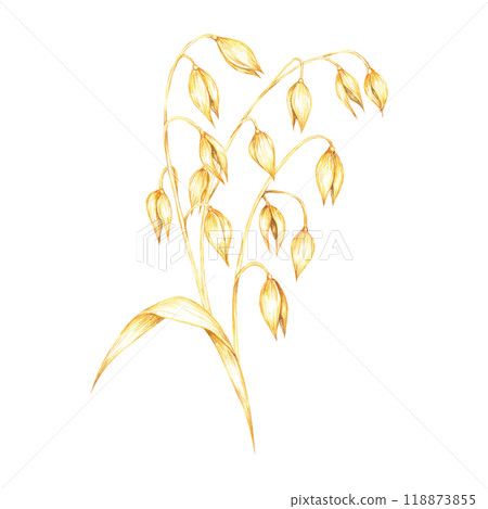 Oat stalk with dense clusters of golden-yellow grains and leaf. Cereal watercolor clipart. Ideal for use in agricultural-themed products, healthy food packaging, or natural wellness branding 118873855