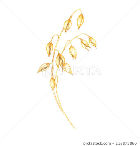 Simple oat stem with only a few golden-yellow grains. Avena sativa clipart. Watercolor minimalist design for natural food product labels, eco-conscious branding, or sustainable fashion products 118873860