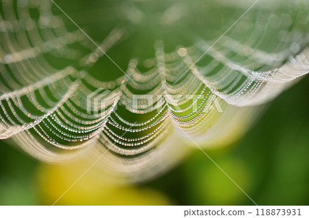 Spider web covered with morning dew against a background of yellow wildflowers 118873931